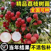 荔枝树苖无核桂味果树盆栽妃子笑嫁接水果树苗糯米糍果苗当年结果