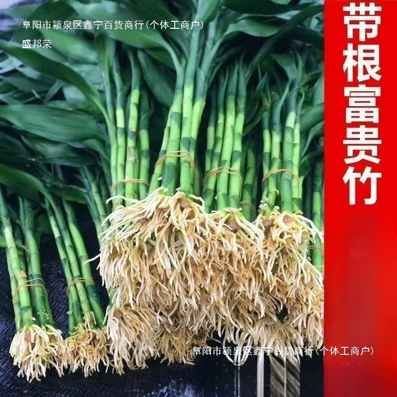 С корнем богатого бамбука цветочная вода для выращивания воды в гостиной