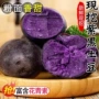 大果新鲜紫色红土豆紫土豆