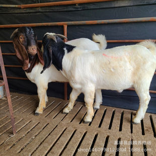 ����ɽ���Bֳ�� Сβ�����Bֳ �Ų��s������S��