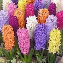 风信子种球重瓣土培水培套装好养耐寒水养植物盆栽室内外花球