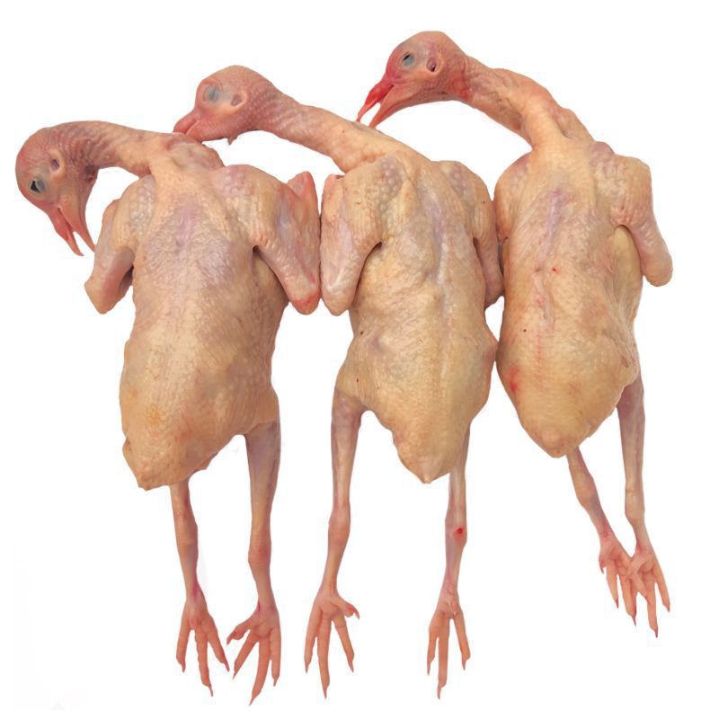 Freshly Slaughtered 3 Fresh Domestic Pigeons, Sf Free Shipping, Pigeon Farm Free-Range Old Pigeon Soup, Pigeon Meat Fresh Wholesale