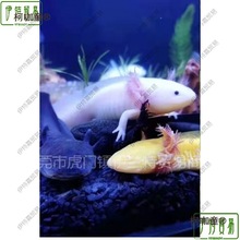 六角恐龙鱼蝾螈自来水可养好养耐活观赏鱼小金鱼活鱼养不死麦太保