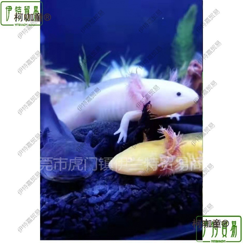 六角恐龙鱼蝾螈自来水可养好养耐活观赏鱼小金鱼活鱼养不死麦太保