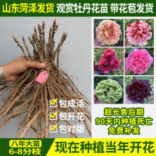 �ʝ������^�pĵ�������ذ����ͥԺ���Ի����҃���Gֲ��ꖼt��ɫ