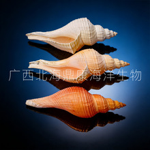 ������L���ݽ�����Ȼؐ�������~�׾Ӽҙ����[�����ǽ��ݴ�̖��