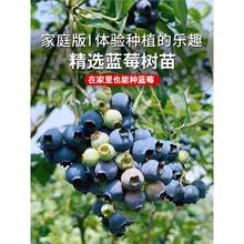 {ݮϱ҃{÷ͺFĺشļY