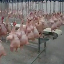 供应厂家直销时产3000只宰鸡生产线脱毛机烫毛机 家禽屠宰设备