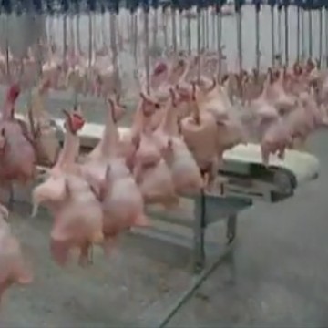 供应厂家直销时产3000只宰鸡生产线脱毛机烫毛机 家禽屠宰设备