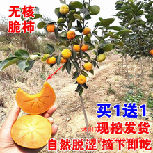 无核柿子树苗 嫁接果树苗庭院阳台种植南方北方种植当年结果