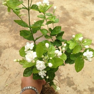 ���������ذ���������pɫ�����������y�z����Gֲ����