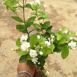 茉莉盆栽重瓣白茉莉花苗双色茉莉花苗盆栽银丝茉莉绿植盆栽