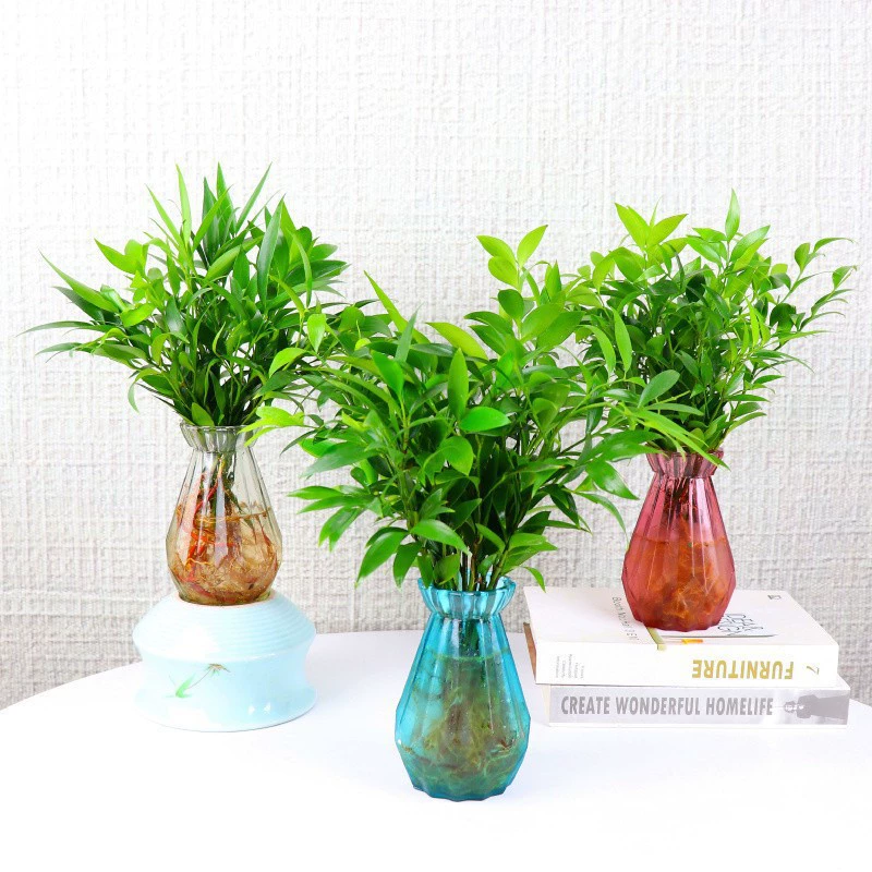 Гидропоника в горшках, новый любимый репеллент от комаров, бамбуковое растение, домашняя гостиная, спальня, настольный зеленый цветок в горшке, вечнозеленый круглый год