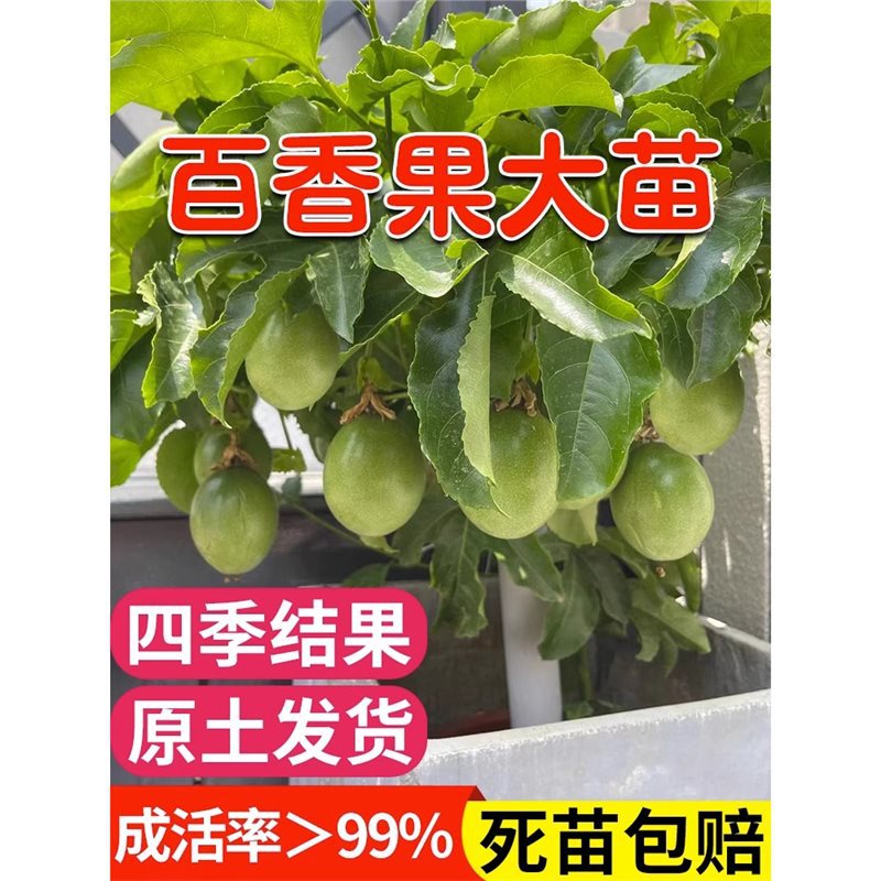 黄金百香果树果苗盆栽南方北方庭院室内客厅水果树苗种植四季结果