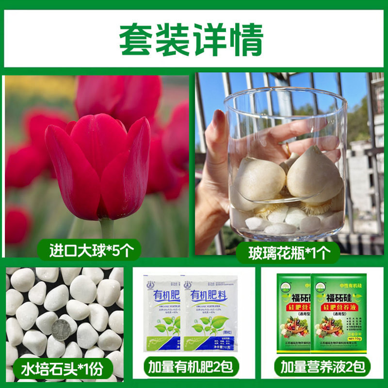 Round bottle hydroponic kit: a6 mani tulip 5 large bulbs + 2 nutrient solutions + 2 fertilizers + glass bottle + stones
