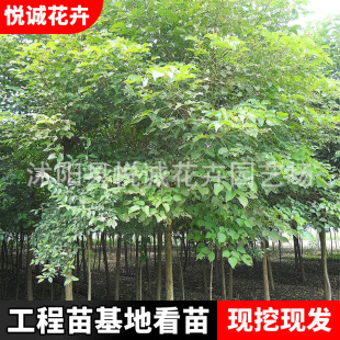 Cinnamomum Camphora Autumn Maple Tree Greening Tree Garden Engineering Greening Seedlings Southern Planting Trees Cinnamomum Camphora Saplings