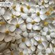 [Oncidium Violet Flower Head] Oncidium Violet Dried Flower Single Flower Head Binju Small Daisy Flower Head Dried