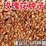 ���ļ�������õ�廨�����׻��������������ͥԺ��ֲ���ʻ�����