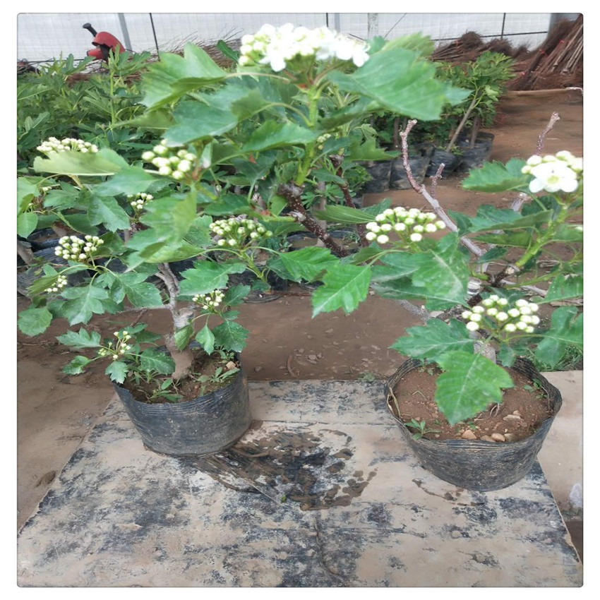 山楂树苗盆栽果树南方种植当年结果树苗甜红子占地果树