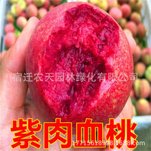 果树苗紫肉桃树苗水蜜桃树苗锦绣黄桃苗当年结果苗秋红冬桃树苗