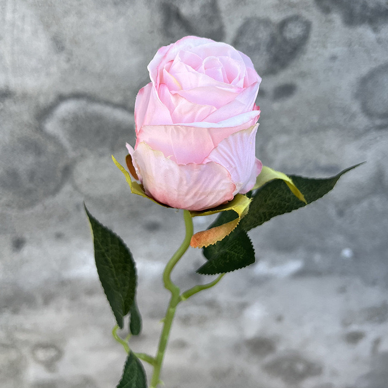 싱글 불가리안 - 라이트 핑크