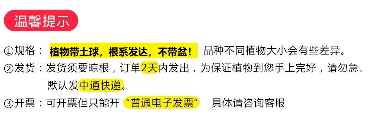 云南多肉批发组合绿植盆景多肉植物批发基地大棚肉肉植物批发盆栽922详情7