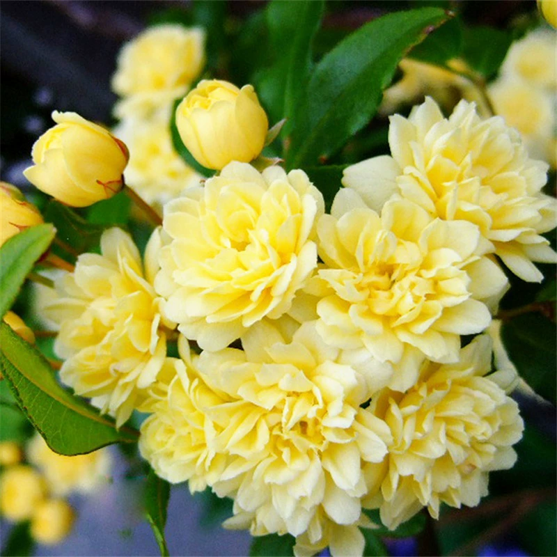 Семена четырехсезонных вьющихся роз: желтые, ароматные, с деревянным стволом; красные, ароматные, с деревянным стволом; белые, ароматные, с деревянным стволом. Растения в горшках, сильный аромат.