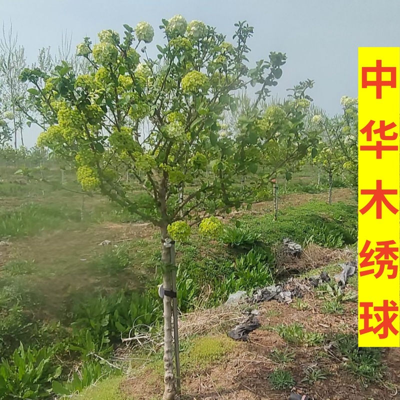 中华木绣球木本绣球大花斗球庭院种植琼花树苗基地批发