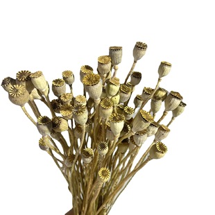 Dried flower poppy natural home decoration handmade dried fruit glass cover photo frame diy gift flower material