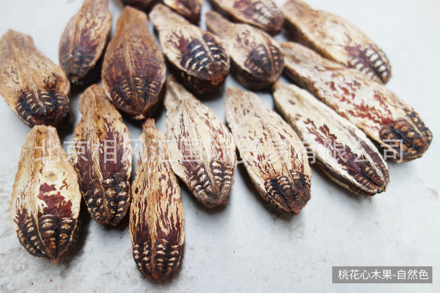 桃花心木果