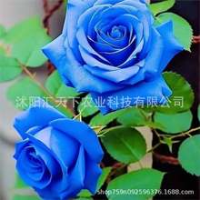 ���羳��̹�؛���tõ�廨�N�� �Gֲ���Ի����r���N�����Ե�����