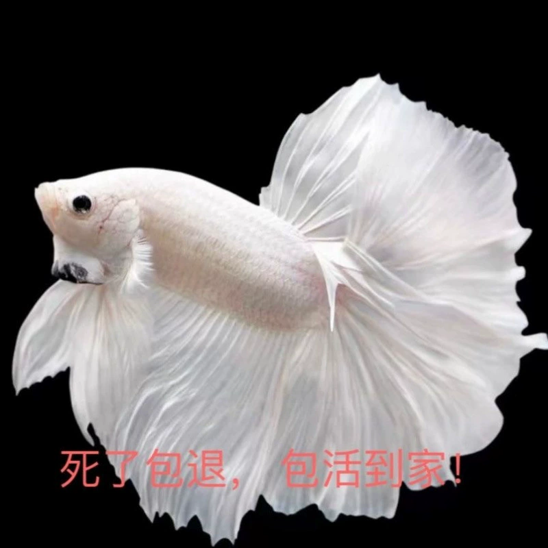 Betta (полумесяц) декоративная живущая рыбка, смешанные цвета, 5–6 см, декоративная домашняя рибка