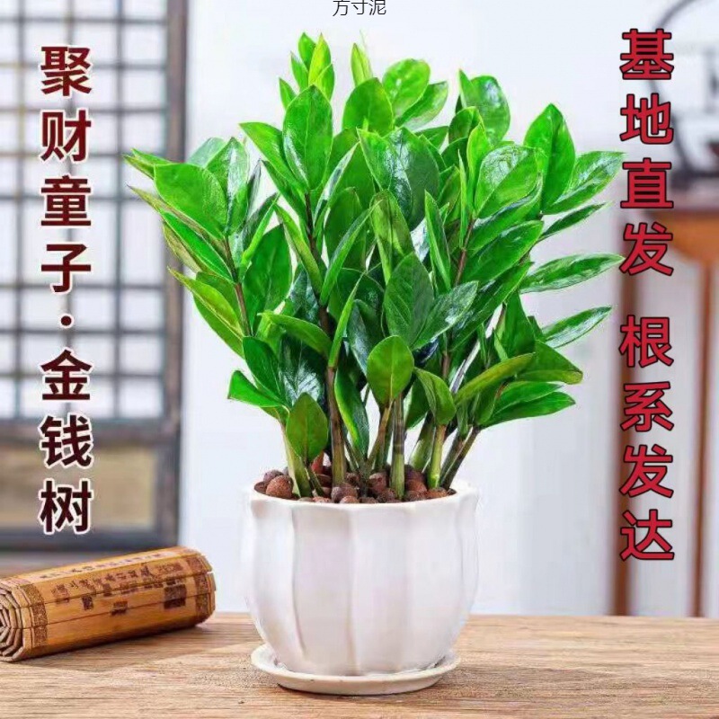 Money Tree Large Plant Money Plant String Plant Office Living Room Green Plant Wholesale Source Factory Wholesale