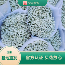 云南基地种植满天星供应婚庆花店鲜花批发销售商社群团购满天星