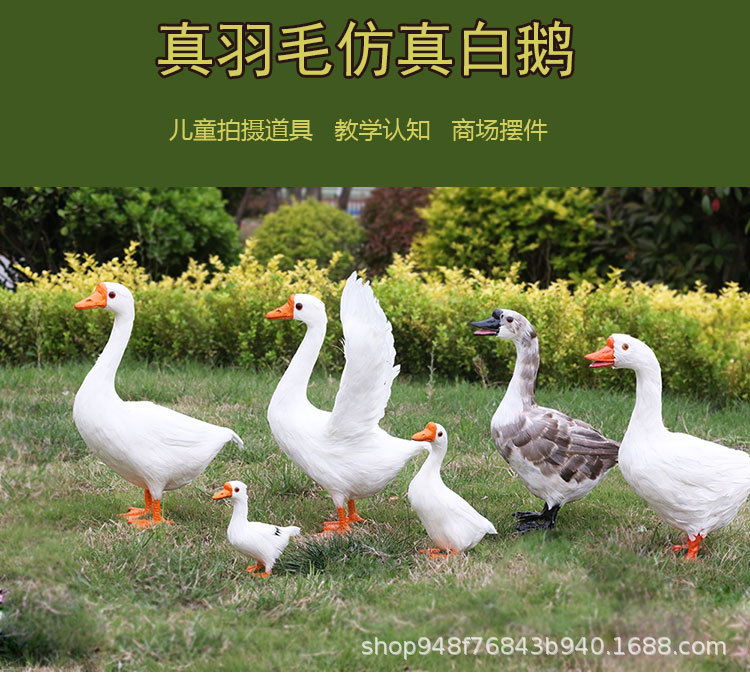 白鹅-1---副本_01.jpg