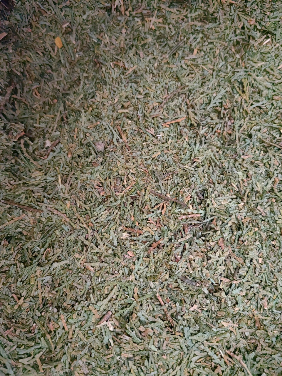 Ce Bai Ye Powder (Platycladus orientalis) — Dried Arborvitae Leaf Herb, 500g overview