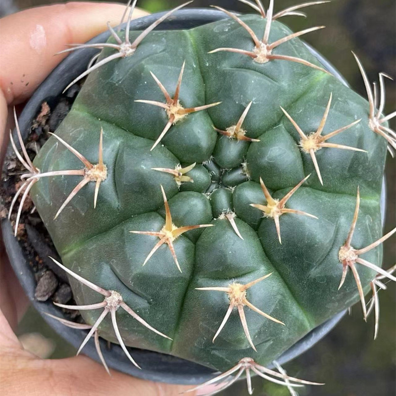 大仙人球コレクション、鉢植えの開花仙人掌、多肉植物、星兜瑞昌玉、玉龍鳳玉、玉翁|undefined