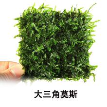 莫斯 珊瑚 大三角 水晶 莫斯树淡水植物草缸造景网片真水草批发