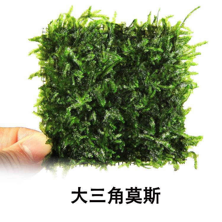 莫斯 珊瑚 大三角 水晶 莫斯树淡水植物草缸造景网片真水草批发