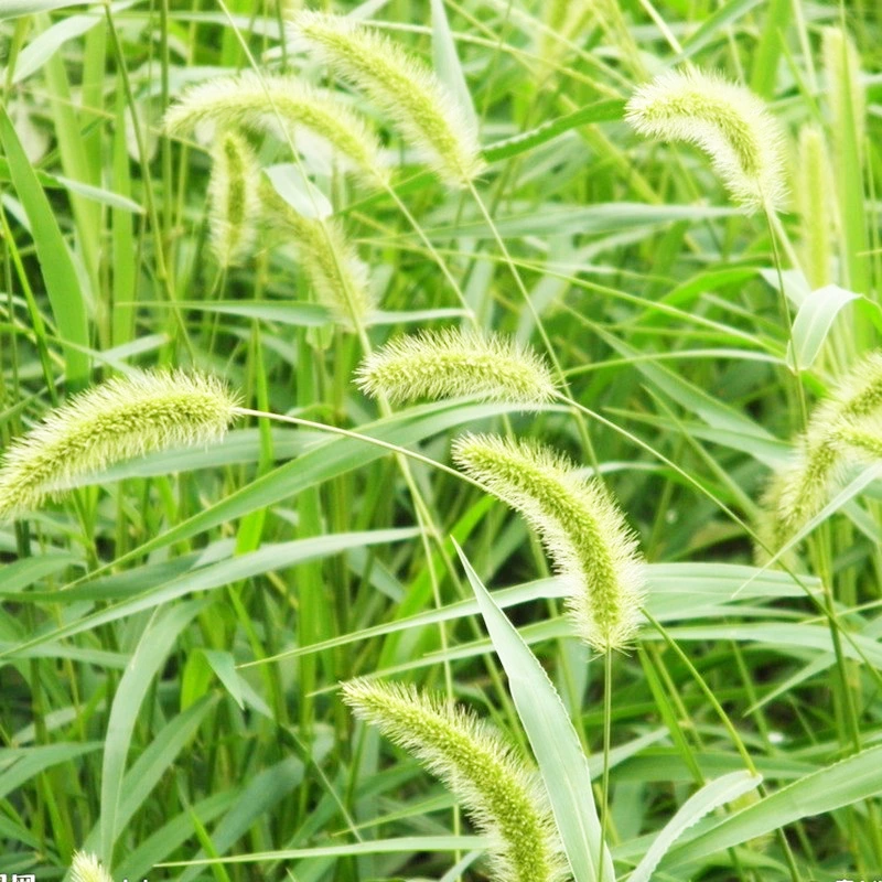 Оптовая продажа видов травы собачий хвост семена травы многолетние засухоустойчивые виды трав защита склонов сорняки озеленение декоративные виды трав