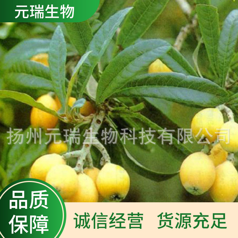 护肤品枇杷叶提取物枇杷露糖浆原料宠物保健品枇杷叶提取物熊果酸