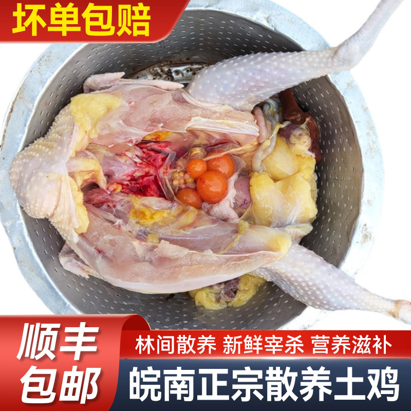 皖南现杀黄油老母鸡 乡下散养虫草鸡土鸡净膛月子鸡 顺丰包邮到家