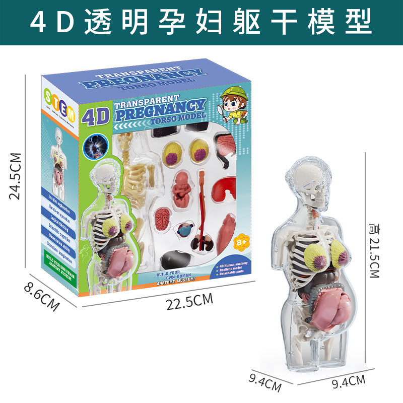 跨境玩具早教人体器官骨骼模型套装科教中小学生DIY组装儿童益智|undefined