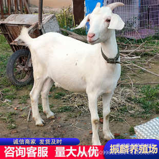 ������ɽ��С���� ����С���� ��ֳСĸ�� �BֳС�� �N��