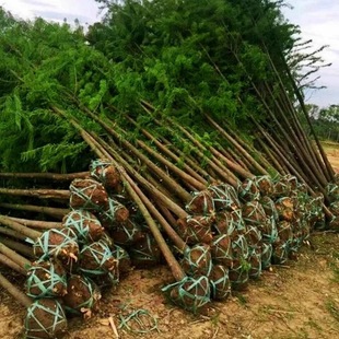 ˮɼ��ˮɼ�����ɼľͥԺ�e����·�G���е��L�����ϱ������ɷNֲ