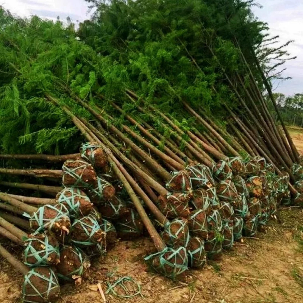Саженцы метасеквойи, саженцы метасеквойи, деревья для ландшафта, парковки, дорожного озеленения и тротуаров из сосны можно посадить как в северных, так и в южных регионах.