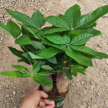 0.3ӁUlؔ҃ȿ͏dСͻܾGֲļBС辰