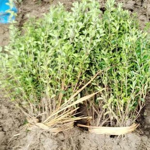 ���ؽ�߅����ѩ ���̾G����ľ��ľ ���G����ľ ��߅���µر���