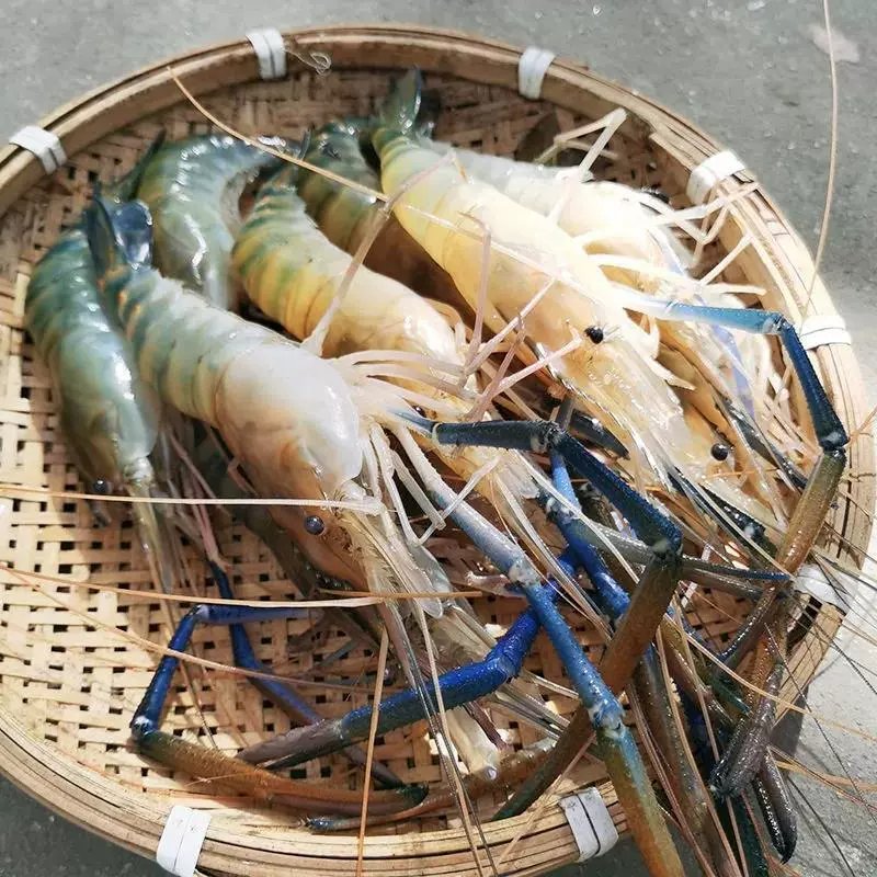 Замороженные сырые креветки лангостин, живые замороженные креветки лангостин, охлажденные креветки, ресторанная закусочная, пресноводные креветки, речные креветки