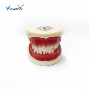 Doctor certification tooth extraction model medical examination special tooth extraction model oral medicine model